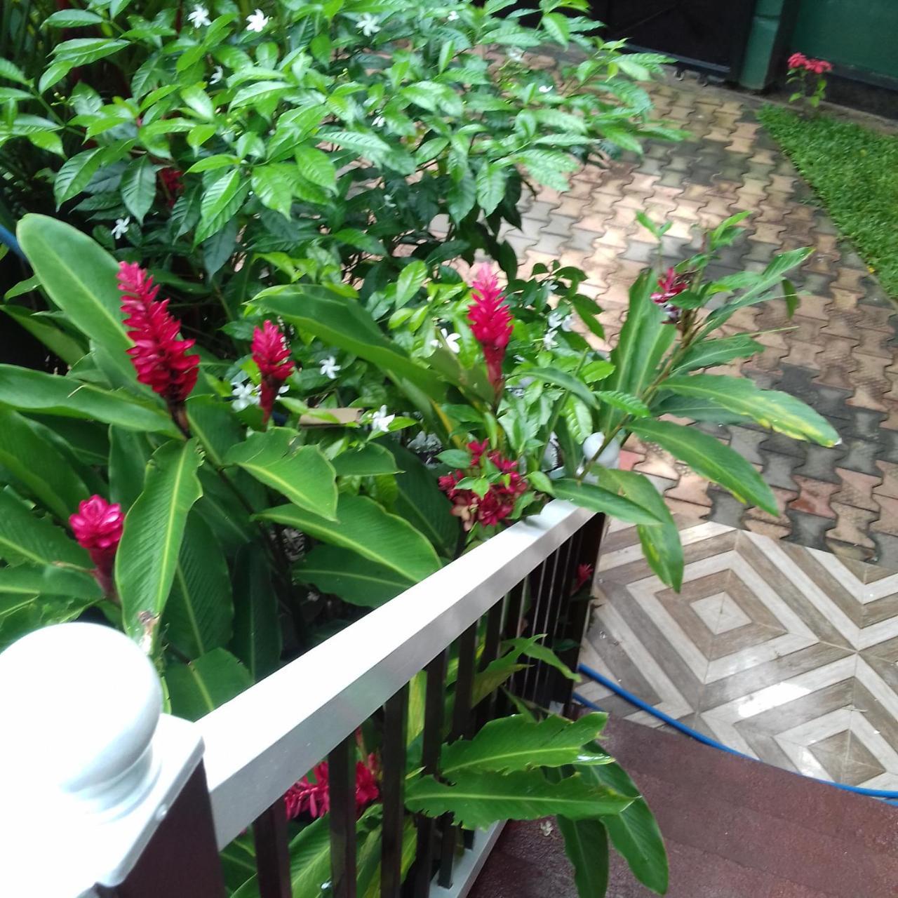 Rainbow Guest House Hikkaduwa Exterior foto